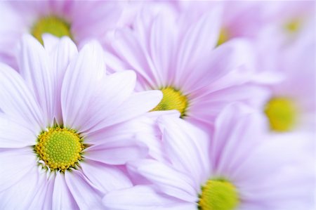 simsearch:632-03898109,k - flower background - lavender daisies shot with a lensbaby for optical blur, limited dof with focus on flower center bottom left corner Photographie de stock - Aubaine LD & Abonnement, Code: 400-03916453