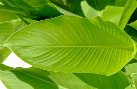 simsearch:632-06030254,k - Green leaf natural background decoration in lines Stockbilder - Microstock & Abonnement, Bildnummer: 400-03916575