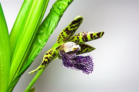 epiphytic orchid - Blooming orchid with one cute tiger-striped flower, genus Zygopetalum. Stock Photo - Budget Royalty-Free & Subscription, Code: 400-03916668