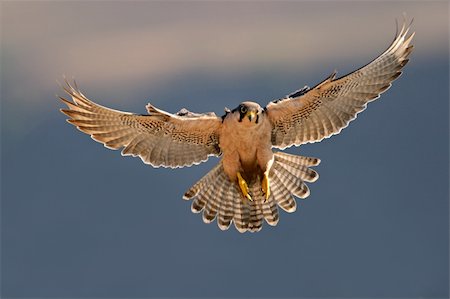 A lanner falcon (Falco biarmicus) landing with outstretched wings, South Africa Stock Photo - Budget Royalty-Free & Subscription, Code: 400-03917034