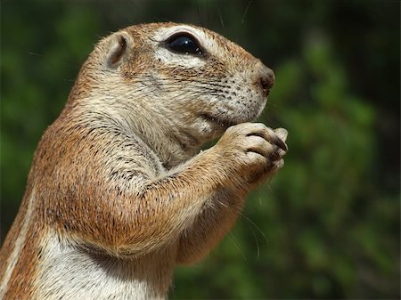 Close-up of a feeding ground squirrel (Xerus inaurus), Kalahari, South Africa Stock Photo - Budget Royalty-Free & Subscription, Code: 400-03917033