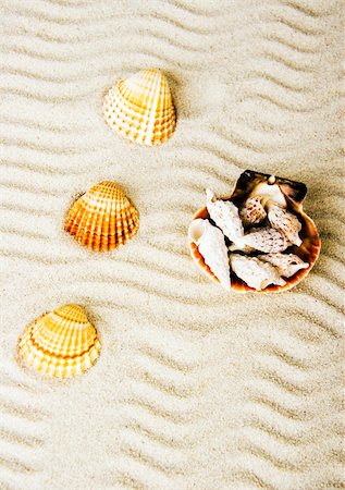 Shell - The hard, rigid outer calcium carbonate animals cover is called a shell. Stock Photo - Budget Royalty-Free & Subscription, Code: 400-03917073