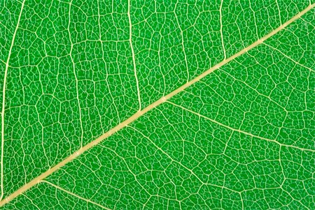 simsearch:696-03397574,k - Dry leaf vein structure background on colorful paper(macro) Stock Photo - Budget Royalty-Free & Subscription, Code: 400-03917088