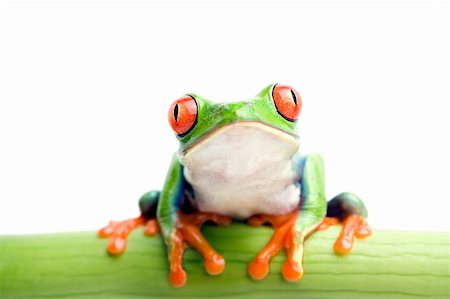 frog on bamboo - red-eyed tree frog sitting on green bamboo, macro with shallow dof and focus on the eyes Photographie de stock - Aubaine LD & Abonnement, Code: 400-03917256