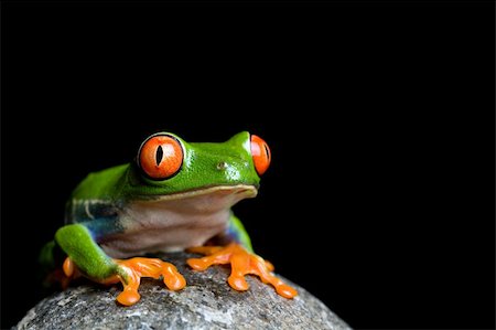 simsearch:400-03940235,k - tree frog on a rock. a tropical red-eyed tree frog (Agalychnis callidryas) macro isolated on black Photographie de stock - Aubaine LD & Abonnement, Code: 400-03917263