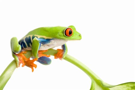 simsearch:400-04463752,k - frog sitting on a stem isolated on white, red-eyed tree frog (Agalychnis callidryas) Stockbilder - Microstock & Abonnement, Bildnummer: 400-03917744