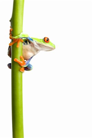simsearch:700-00021622,k - frog on a green plant stem isolated on white, a red-eyed tree frog (Agalychnis callidryas) closeup Stock Photo - Budget Royalty-Free & Subscription, Code: 400-03917749