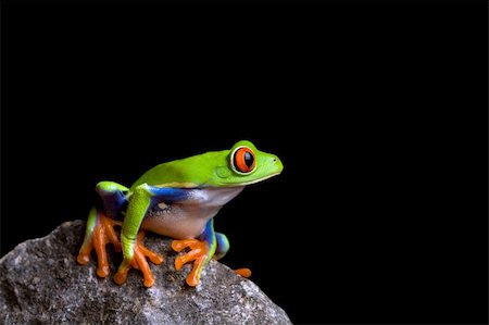 simsearch:400-03940235,k - frog on a rock isolated on black background, red-eyed tree frog (Agalychnis callidryas) Photographie de stock - Aubaine LD & Abonnement, Code: 400-03917740