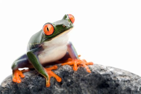 simsearch:400-03940235,k - frog sitting on a rock, a red-eyed tree frog (Agalychnis callidryas) closeup isolated on white with limited dof - focus on eye Photographie de stock - Aubaine LD & Abonnement, Code: 400-03917741