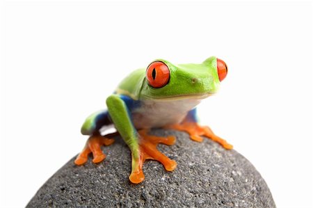 simsearch:400-04463752,k - frog on a rock, closeup of a red-eyed tree frog (Agalychnis callidryas) sitting on a rock, isolated on white Stockbilder - Microstock & Abonnement, Bildnummer: 400-03917742