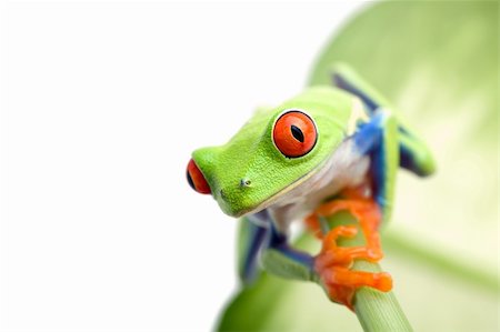 rainette - frog climbing up a plant, macro of a red-eyed tree frog (Agalychnis callidryas) on pure white, focus on eye Foto de stock - Super Valor sin royalties y Suscripción, Código: 400-03917743