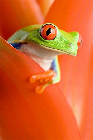 simsearch:700-00021622,k - frog in a plant - red-eyed tree frog peeking out from a guzmania. closeup, focus on eye. Stock Photo - Budget Royalty-Free & Subscription, Code: 400-03917751