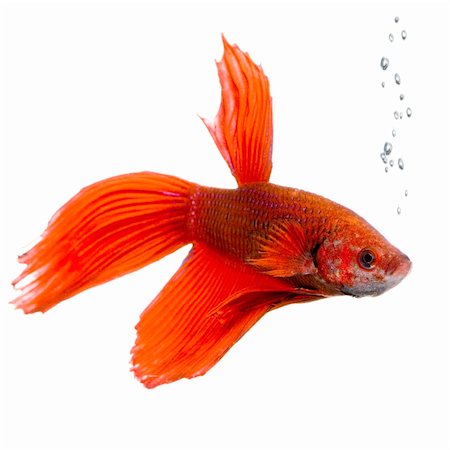 simsearch:670-05652999,k - shot of a red Siamese fighting fish under water in front of a white background Stock Photo - Budget Royalty-Free & Subscription, Code: 400-03918274