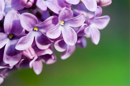 simsearch:622-06191101,k - Spring flowers against green background Photographie de stock - Aubaine LD & Abonnement, Code: 400-03918727