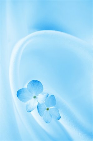 simsearch:670-06451397,k - Blue background with hydrangea flowers Photographie de stock - Aubaine LD & Abonnement, Code: 400-03918744