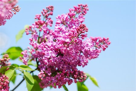 simsearch:400-03936880,k - Lilac blossoms branch close up Stock Photo - Budget Royalty-Free & Subscription, Code: 400-03918790