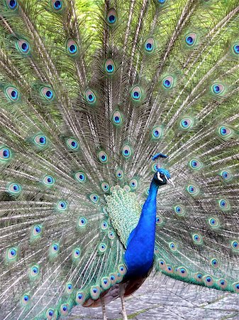 close-up portrait of beautiful peacock Fotografie stock - Microstock e Abbonamento, Codice: 400-03918868