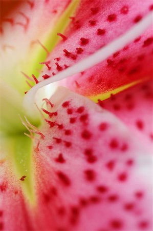 simsearch:400-04861419,k - Abstract explosion of colours.  A closeup of the beautiful oriental Stargazer Lily. Foto de stock - Super Valor sin royalties y Suscripción, Código: 400-03918879