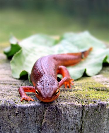 salamandra - Red-Spotted Newt on tree stump Fotografie stock - Microstock e Abbonamento, Codice: 400-03918919