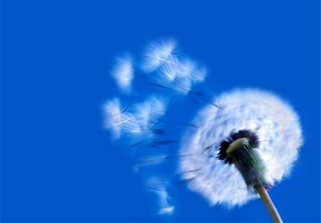 blowball and seeds in blue sky Stock Photo - Budget Royalty-Free & Subscription, Code: 400-03918946