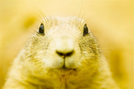 simsearch:400-04695630,k - Short depth of field prairie dog with focus on the eyes Foto de stock - Super Valor sin royalties y Suscripción, Código: 400-03918955