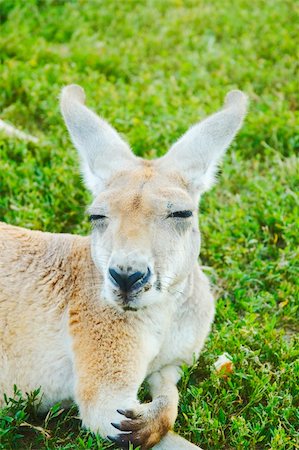 Kangaroo with great expression Foto de stock - Super Valor sin royalties y Suscripción, Código: 400-03918953