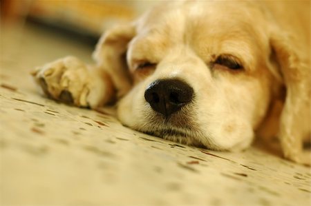 Very tired cocker spaniel. shallow focus on nose. Stock Photo - Budget Royalty-Free & Subscription, Code: 400-03918990