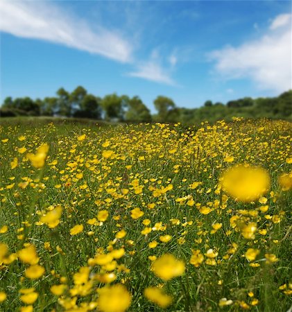 rayonner (irradier) - A field full of buttercup's shot in summer. Photographie de stock - Aubaine LD & Abonnement, Code: 400-03919052