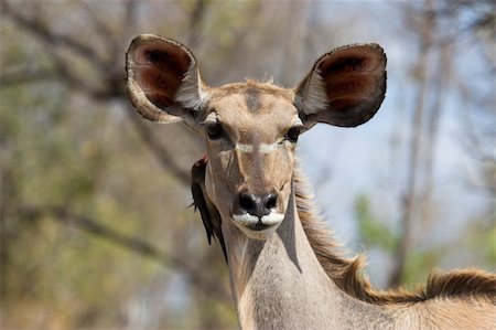 Kudu female with Oxpecker looking at the camera Photographie de stock - Aubaine LD & Abonnement, Code: 400-03919503