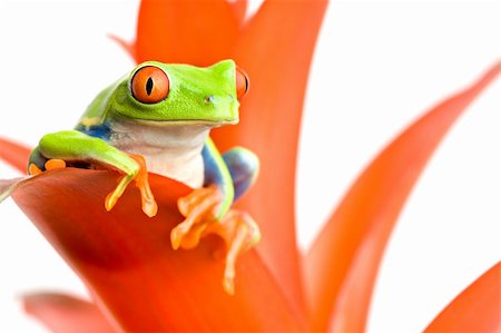 simsearch:400-03940235,k - frog perched on the leaf of a guzmania, a red-eyed tree frog (Agalychnis callidryas) closeup on white Photographie de stock - Aubaine LD & Abonnement, Code: 400-03919524