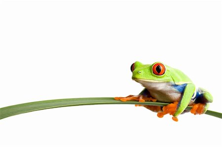 simsearch:400-03940235,k - frog on a leaf - a red-eyed tree frog (agalychnis callidryas) closeup, sitting on a long leaf, isolated on white with ample copyspace Photographie de stock - Aubaine LD & Abonnement, Code: 400-03919527