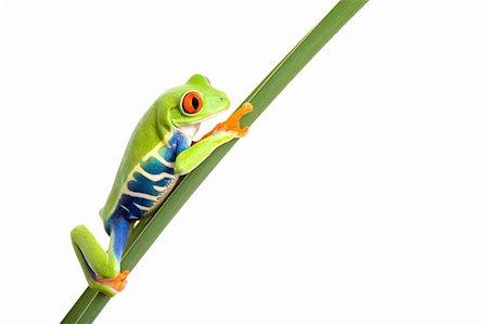 simsearch:700-00021622,k - frog on a leaf isolated on white, a red-eyed tree frog (Agalychnis callidryas) closeup Stock Photo - Budget Royalty-Free & Subscription, Code: 400-03919529