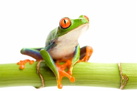 simsearch:700-00021622,k - frog sitting on green bamboo and looking up, a red-eyed tree frog macro with limited depth of field Stock Photo - Budget Royalty-Free & Subscription, Code: 400-03919523