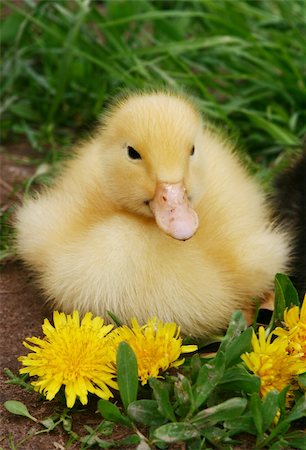 Small duck and yellow flowers in the afternoon Stockbilder - Microstock & Abonnement, Bildnummer: 400-03919646