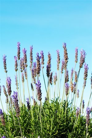 simsearch:400-04847486,k - Bush of lavender flowers with blue sky in background on a summer day Foto de stock - Royalty-Free Super Valor e Assinatura, Número: 400-03919881