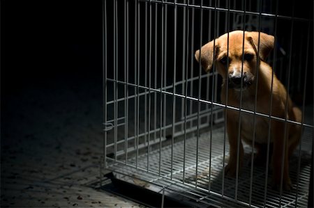 A sad looking puppy wanted to come out from his cage. Be kind to all animals. Stock Photo - Budget Royalty-Free & Subscription, Code: 400-03919901