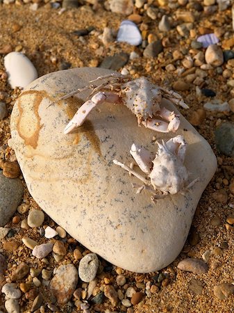 play fight - battle of the dead crabs on the sea coast Foto de stock - Super Valor sin royalties y Suscripción, Código: 400-03910039