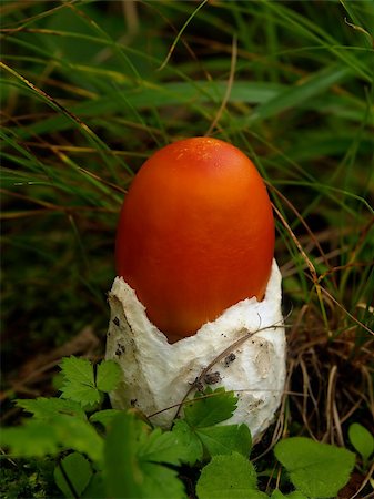 small red caesarian mushroom in grass Foto de stock - Royalty-Free Super Valor e Assinatura, Número: 400-03910067