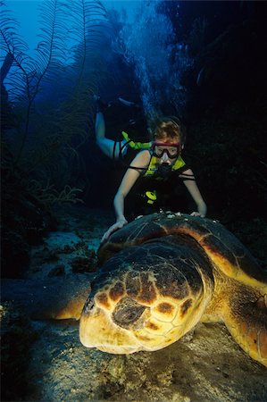 diving with turtles - Giant turtle an diver in Belize Stock Photo - Budget Royalty-Free & Subscription, Code: 400-03910107