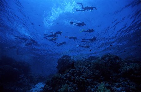 Snorkler`s in the surface. Red Sea, Egypt Stock Photo - Budget Royalty-Free & Subscription, Code: 400-03910103