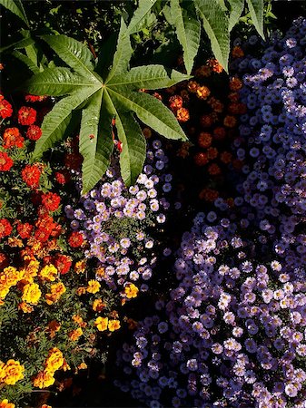 simsearch:632-03898109,k - mix of garden plants and flowers Photographie de stock - Aubaine LD & Abonnement, Code: 400-03910342