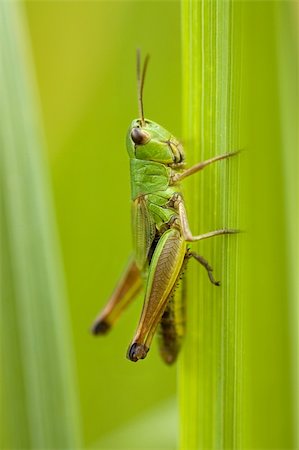 Grasshopper sitting on a blade closeup Photographie de stock - Aubaine LD & Abonnement, Code: 400-03910377