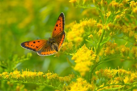 Butterfly on a yellow flower Photographie de stock - Aubaine LD & Abonnement, Code: 400-03910379