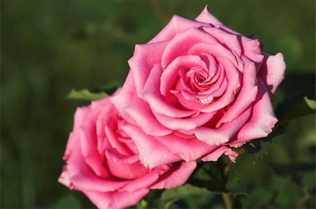 simsearch:400-03941928,k - two beautiful pink roses in a garden. Photographie de stock - Aubaine LD & Abonnement, Code: 400-03910381