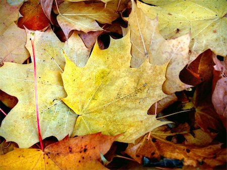 simsearch:400-07116597,k - fallen autumn leaves on the ground Stock Photo - Budget Royalty-Free & Subscription, Code: 400-03910393