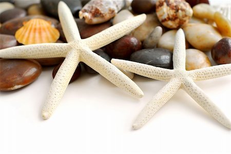 simsearch:400-03950073,k - Starfish, pebbles and seashells on white background Fotografie stock - Microstock e Abbonamento, Codice: 400-03910416