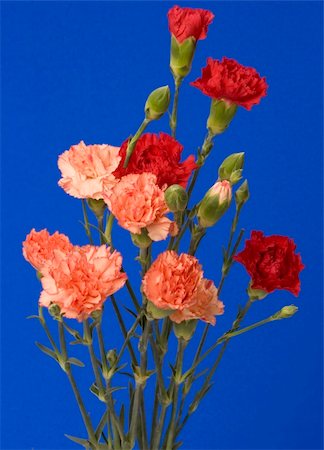 simsearch:400-03909023,k - A red Rose and carnation against a plain background. Photographie de stock - Aubaine LD & Abonnement, Code: 400-03911034