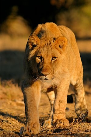simsearch:614-03784233,k - A young African lion (Panthera leo) stalking in natural environment, South Africa Foto de stock - Super Valor sin royalties y Suscripción, Código: 400-03911079