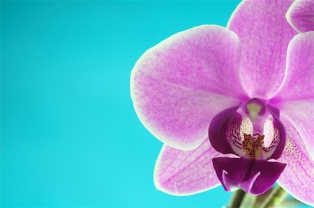 simsearch:622-06191331,k - Beautiful and colorful orchids for background use. Concept: Beauty Photographie de stock - Aubaine LD & Abonnement, Code: 400-03911178