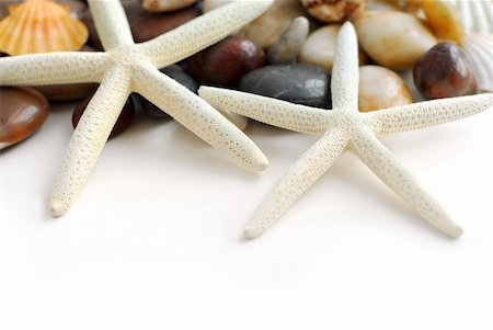 simsearch:400-03950073,k - Starfish, pebbles and seashells on white background Fotografie stock - Microstock e Abbonamento, Codice: 400-03911224